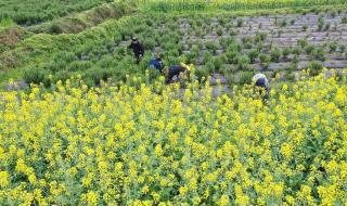 中药材种植基地算是企业吗 中草药种植基地